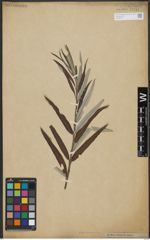 Foto von Salix viminalis L.